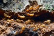 Termites eating wood closeup