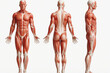 Skinless man, human anatomy and muscular system