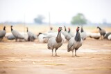 Fototapeta  - guinea fowls interacting in open farmland