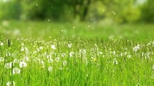 Beautiful Dandelion Meadow With Flying Blow Ball Particle Animation, Pollination In Summer Nature Scene In Pollen Allergy Season 