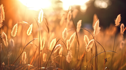 Wild grass in the forest at sunset. Abstract summer nature backg