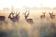 sable antelope herd grazing in wild plains at sunrise