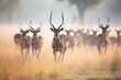 sable antelope herd moving through misty morning