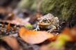 toad on leaf litter in a dense shade