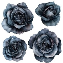 Set Watercolor Rose Flowers Isolated White Background