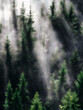 Nebelschwaden im Fichtenwald