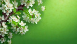 Fototapeta Kwiaty - Kwitnące gałązki wiśni na zielonym tle