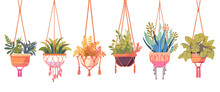 House Plants In Hanging Pots