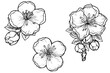 Sakura flower hand drawn ink sketch. Engraved style vector illustration.