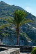 Palm in italy