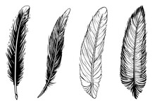 Set Of Feather Engraved In Sketch Style Isolated On White Background. Vintage Hand Drawn Ink Sketch.