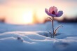  a single pink flower sitting in the middle of a snow covered field with the sun setting in the distance in the distance, with a blurry background of the snow - covered ground.