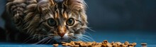 Cat Ating Cats Food On Blue Background .  Banner