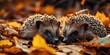 two hedgehogs lying on an autumn leaf