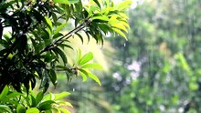 Beautiful Rain Kerala India