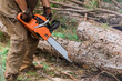 © ungvar - On forest site, professional lumberjack cuts trees with chainsaw