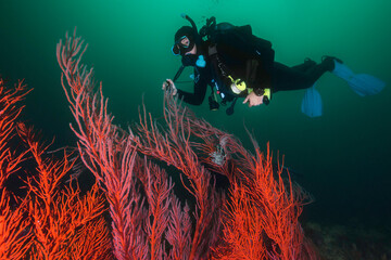 Wall Mural - A female scuba diver swimming over a large Palmate sea fan (Leptogoria palma) underwater