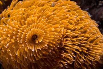 Wall Mural - Close up of a Feather-duster worm or giant fanworm (Sabellastarte longa) with orange coloration