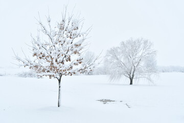 Canvas Print - Trees in a Snowy Field