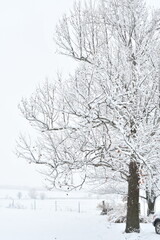 Wall Mural - Snowy Tree