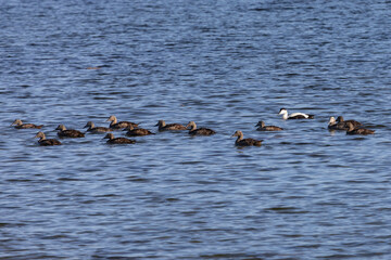 Canvas Print - A flock of eiders, a male and many females, swim on the water