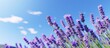 lush lavender flowers against the background of a blue sky with hot sun