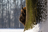 Fototapeta  - Wielki żubr na zimowej łące