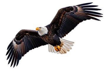 Wall Mural - Eagle Flying Isolated