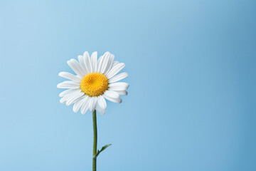 Wall Mural - Background daisy flower yellow spring beauty plant white summer chamomile nature blue