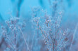 Ice and frost on uncultivated meadow plants in cold foggy winter morning