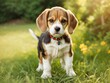 © Kamrul - Free Photo beagle puppy old standing on green grass in summer