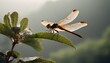 dragonfly animal photography background