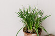Beautiful muscari in rustic clay flower pot close up on white background. First spring flowers. White muscari and branch arrangement, floral spring decor