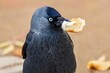 Close up image of the Eurasian jackdaw, a black and grey bird with blue eyes, holding a piece of a roll in its beak. Orange background.