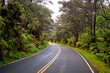 Road in the forest of hawaii