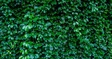 Natural green leaves fence wall in natural garden for background, texture leaves of tree is background. fresh Green leaves leafy bushes growing on lawn ground, environmentally friendly.Close-up.