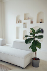 A lyre-shaped ficus in a pot near the white sofa in the living room. A home plant in a stylish bright interior.