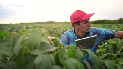 Wall Mural - farmer sitting through the field. business farming and irrigation concept. a male farmer in a red cap sitting among green plants in a lifestyle field, checking green shoots in his field