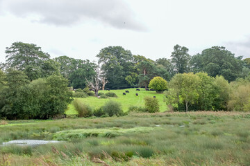 Canvas Print - view of black cows in the countryside on an Autumn day