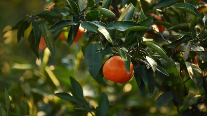 Poster - ripe oranges in the tree