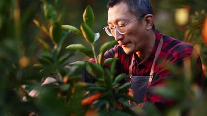 Wall Mural - farmer picking orange