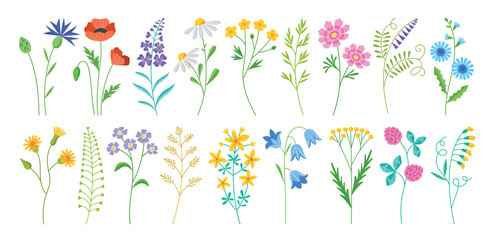 beautiful wildflowers. different types of flowering wild field plants, blooming botanical elements, 