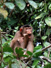 Canvas Print - Borneo, Indonesia