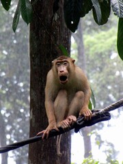 Poster - Borneo, Indonesia