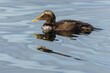 A young male of the common eider, a brown water bird with yellow beak swimming in blue water. Sunny day by a lake.