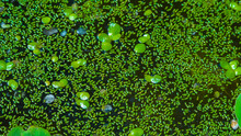The Smallest Flowering Plant (Wolffia Arrhiza) And Duckweed (Lemna Turionifera) On The Water