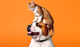 Fototapeta  - animal friends: cat on dog