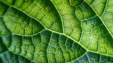 Fototapeta  - Botanic Tapestry: Microscopic Marvels of a Green Leaf. Generative AI