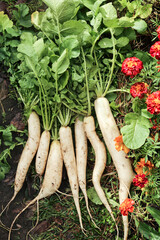 Wall Mural - Daikon white radish in garden. Bunch of organic fresh dirty daikon harvest with green tops on grass close up