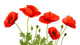 Fototapeta  - Red Poppy Flowers Isolated on transparent background.